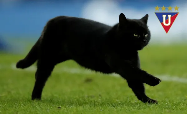 Los hinchas de la "U" culpan al felino de la mala suerte