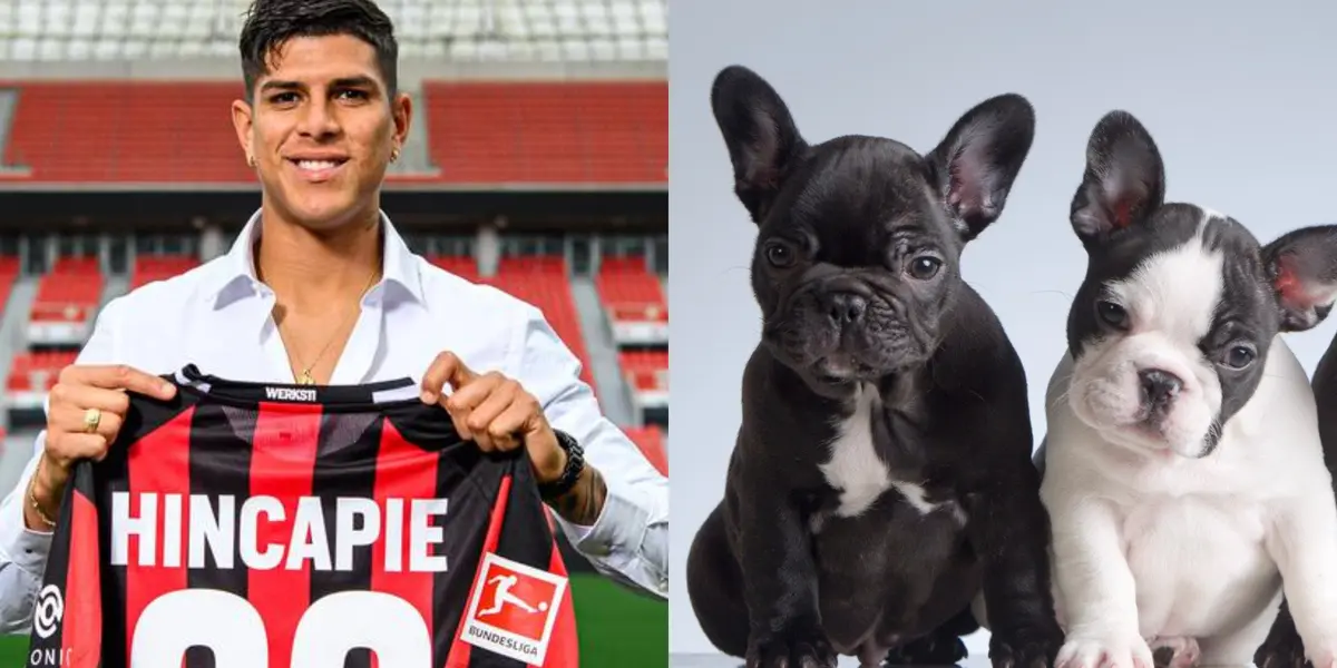 Piero Hincapié está cada vez más adaptado a la vida en Alemania y ahora tiene una mascota de nombre 'Theo' con la camiseta del Bayer Leverkusen